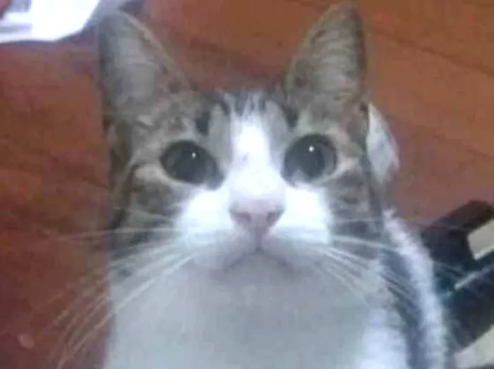 Gato ra a Srd idade 7 a 11 meses nome Pedro’s adoção urgen