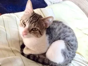 Gato raça Srd idade 7 a 11 meses nome Ricky adoção urgente