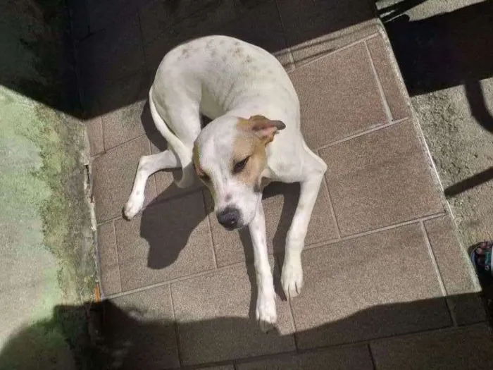 Cachorro ra a  idade  nome MEL 