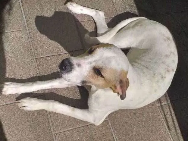 Cachorro ra a  idade  nome MEL 
