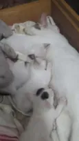 Nenê 