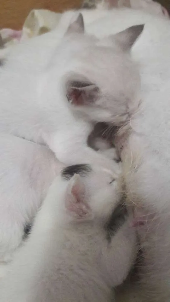 Gato ra a Vira lata idade Abaixo de 2 meses nome Nenê 