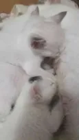 Nenê