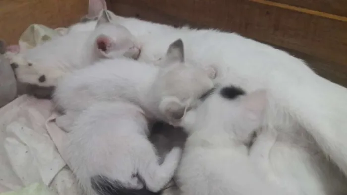 Gato ra a Vira lata idade Abaixo de 2 meses nome Nenê 