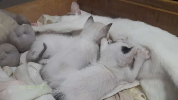 Gato ra a Vira lata idade Abaixo de 2 meses nome Nenê 