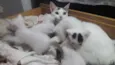 Nenê 