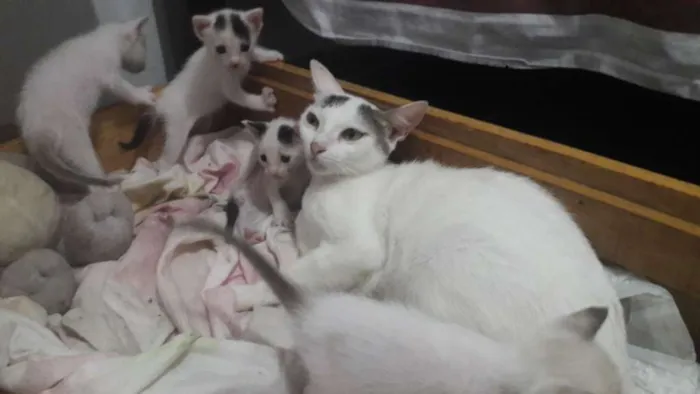 Gato ra a Vira lata idade Abaixo de 2 meses nome Nenê 