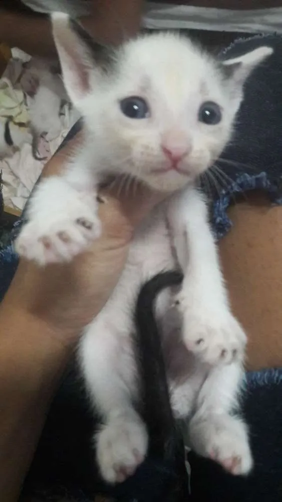 Gato ra a Vira lata idade Abaixo de 2 meses nome Nenê 