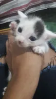 Nenê 