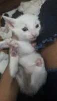 Nenê 