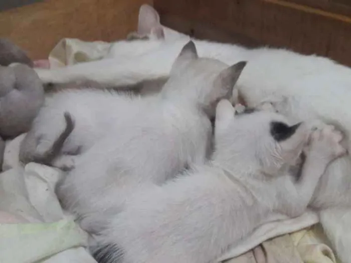 Gato ra a Vira lata idade Abaixo de 2 meses nome Nenê 