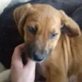 Petito