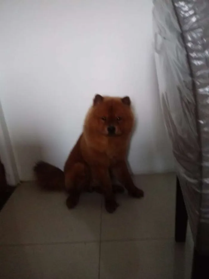 Cachorro raça Chow chow idade 1 ano nome Luck