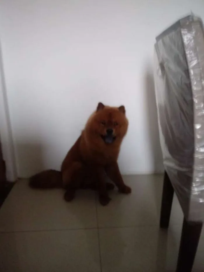 Cachorro raça Chow chow idade 1 ano nome Luck