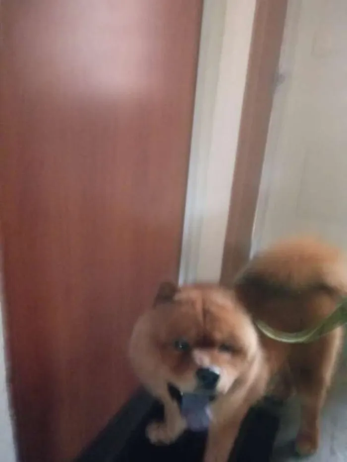Cachorro raça Chow chow idade 1 ano nome Luck