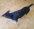 Thor e pretinha