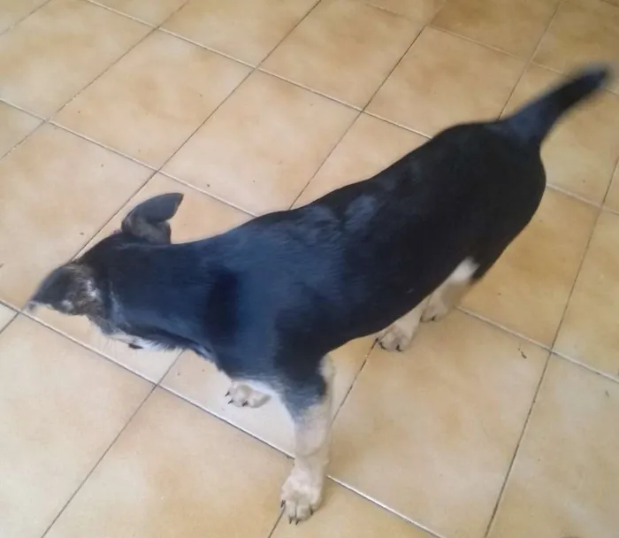 Cachorro ra a Vira lata com labrador idade 2 a 6 meses nome Thor e pretinha