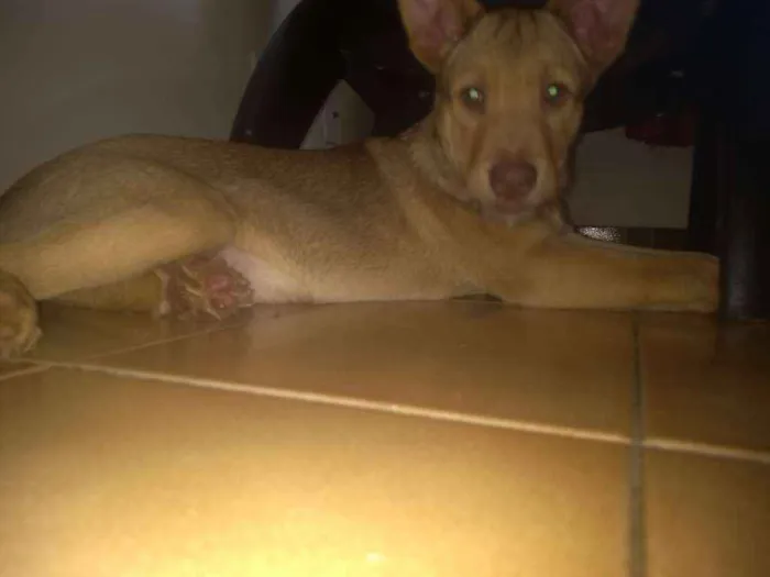 Cachorro ra a Vira lata com labrador idade 2 a 6 meses nome Thor e pretinha