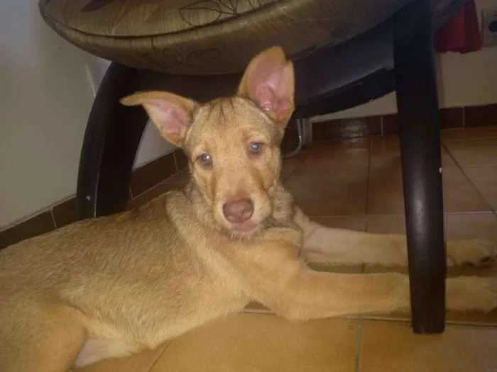 Cachorro ra a Vira lata com labrador idade 2 a 6 meses nome Thor e pretinha