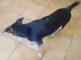 Thor e pretinha
