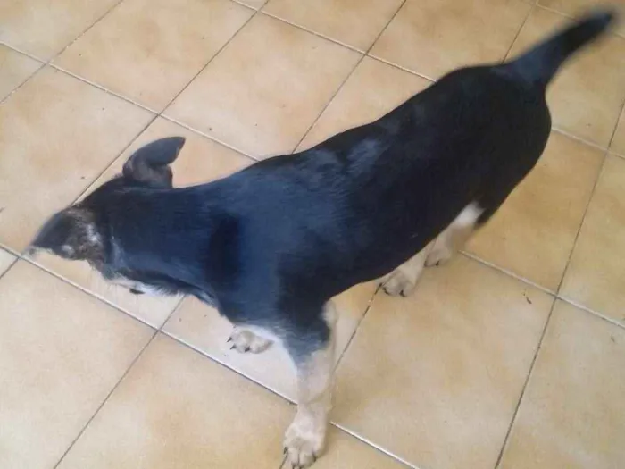Cachorro ra a Vira lata com labrador idade 2 a 6 meses nome Thor e pretinha