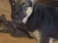 Thor e pretinha