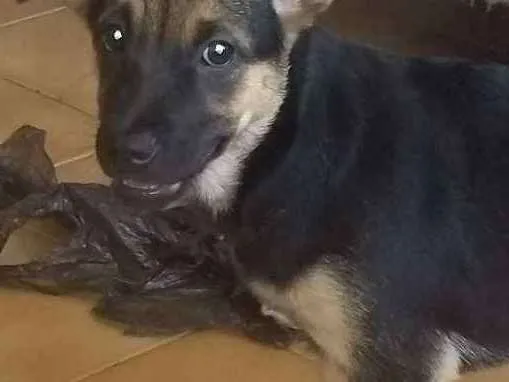 Cachorro ra a Vira lata com labrador idade 2 a 6 meses nome Thor e pretinha