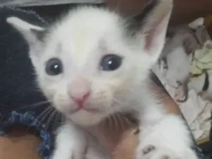 Gato raça Vira lata idade Abaixo de 2 meses nome Nenê 