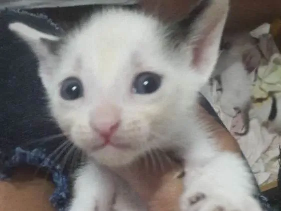 Gato ra a Vira lata idade Abaixo de 2 meses nome Nenê 