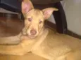 Thor e pretinha