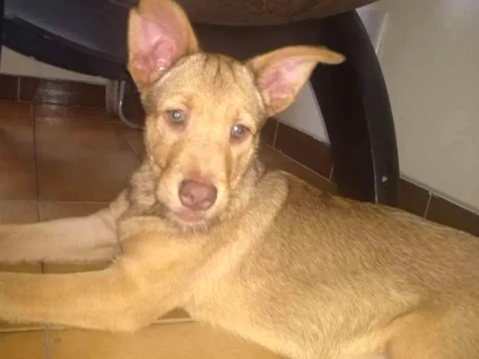 Cachorro ra a Vira lata com labrador idade 2 a 6 meses nome Thor e pretinha