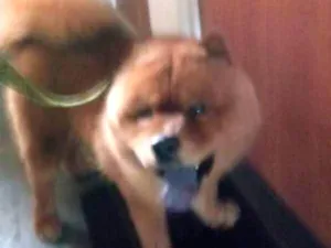 Cachorro raça Chow chow idade 1 ano nome Luck