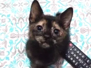 Gato raça Sem raça idade 2 a 6 meses nome Sem nome