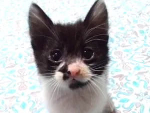 Gato raça Sem raça idade 2 a 6 meses nome Sem nome
