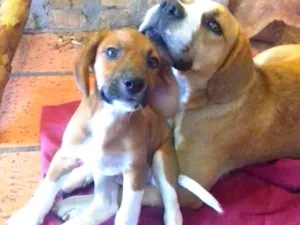 Cachorro raça SRD idade 2 a 6 meses nome Petito