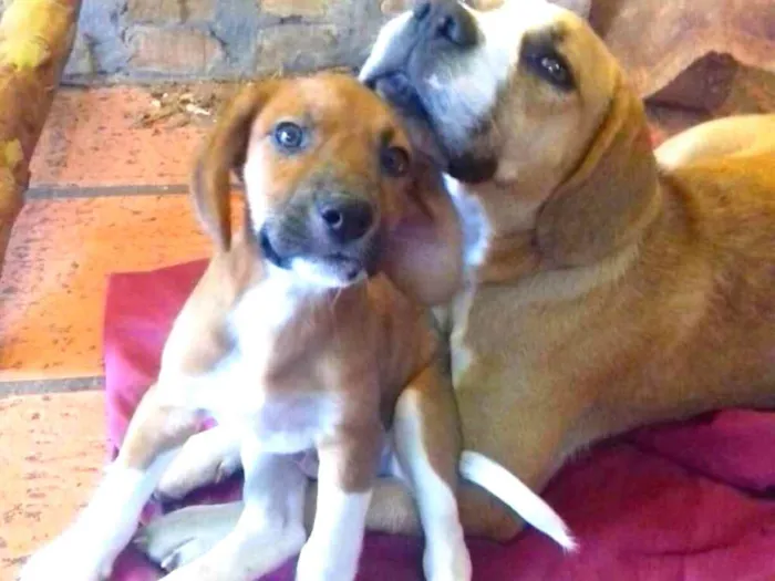 Cachorro ra a SRD idade 2 a 6 meses nome Petito