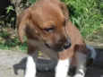 Petito