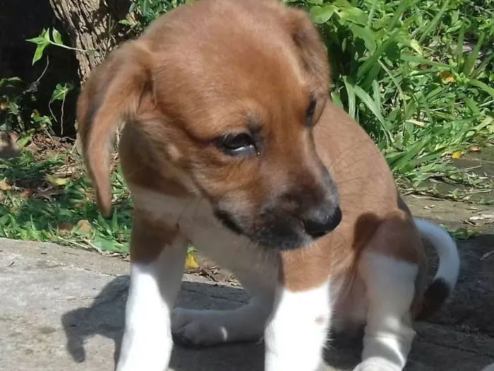 Cachorro ra a SRD idade 2 a 6 meses nome Petito