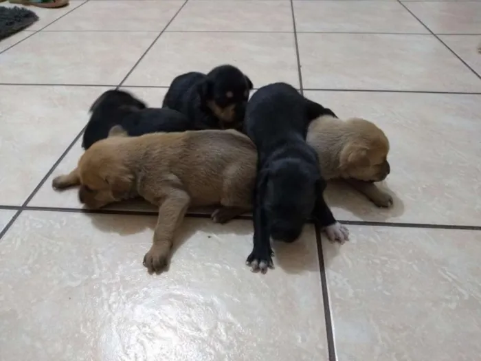 Cachorro ra a Vira-lata idade 2 a 6 meses nome Filhotes