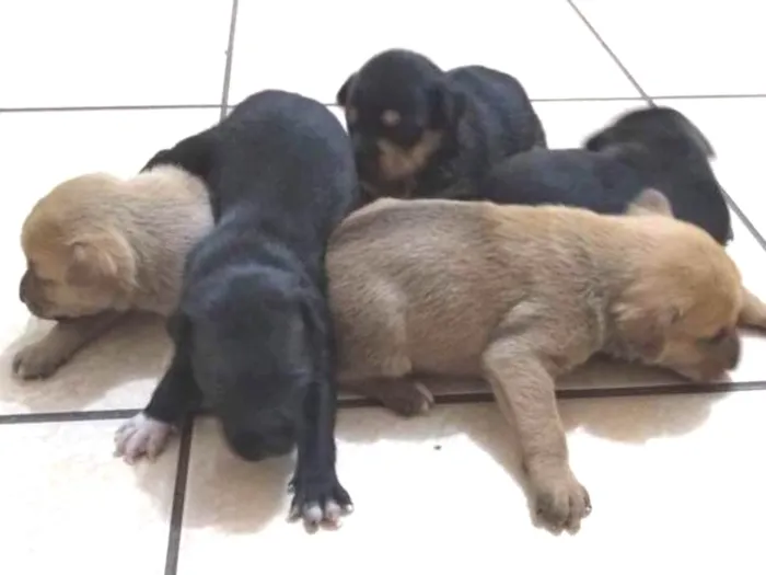 Cachorro ra a Vira-lata idade 2 a 6 meses nome Filhotes