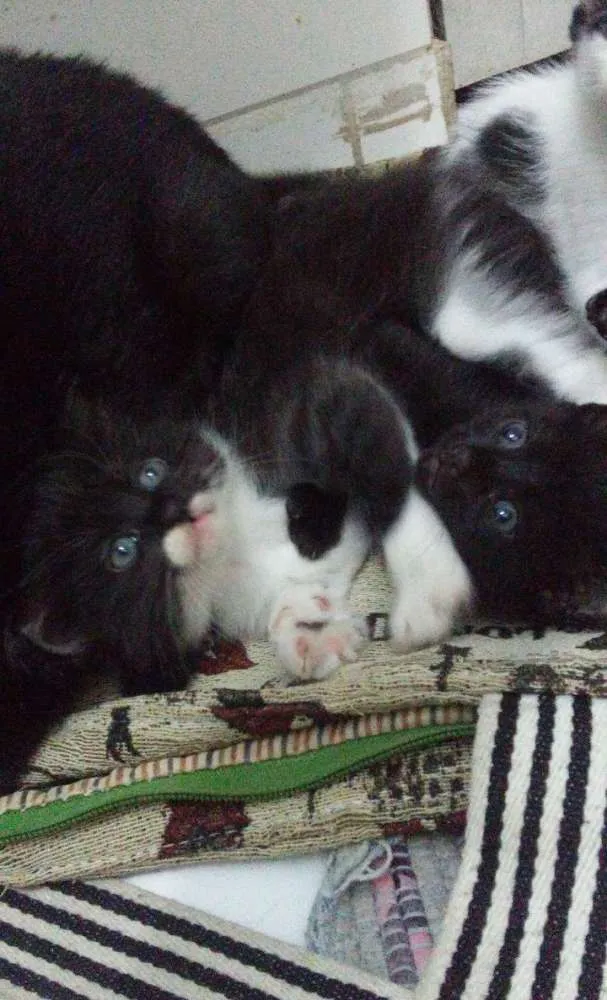Gato ra a  idade Abaixo de 2 meses nome Peludinhos