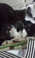 Peludinhos