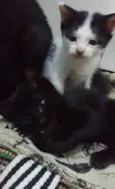 Peludinhos