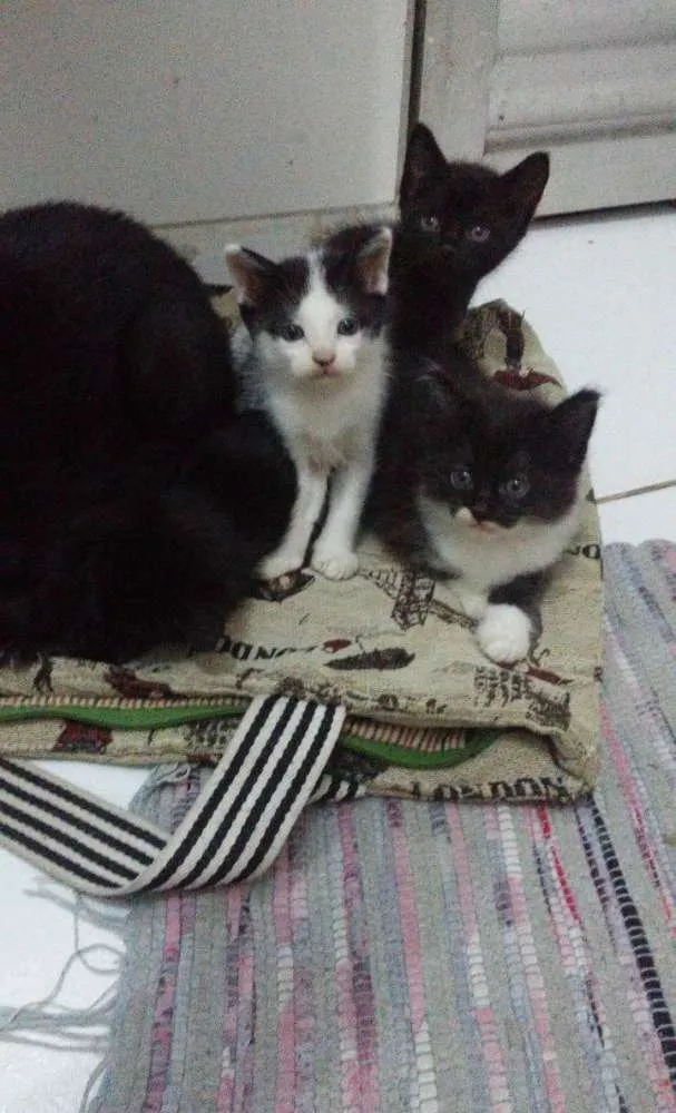 Gato ra a  idade Abaixo de 2 meses nome Peludinhos