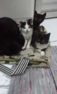 Peludinhos
