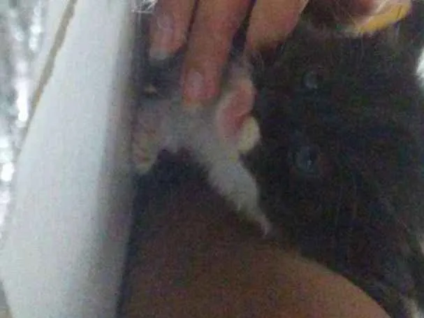 Gato ra a  idade Abaixo de 2 meses nome Peludinhos