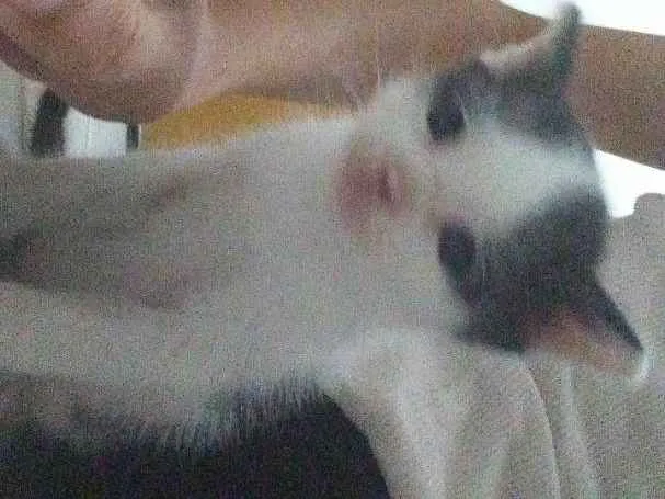 Gato ra a  idade Abaixo de 2 meses nome Peludinhos