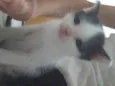 Peludinhos