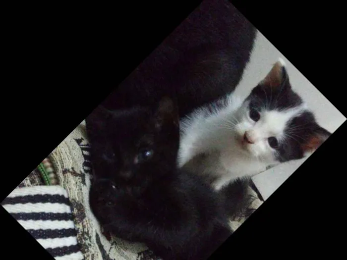 Gato ra a  idade Abaixo de 2 meses nome Peludinhos