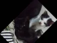 Peludinhos